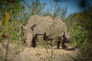 Mutinta, such a cute little rhino
