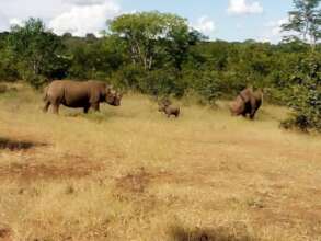 Female baby rhino born 11March