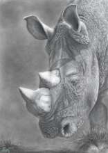 Erick's winning drawing in Rhino Art competition