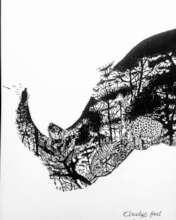 Rhino pencil drawing by Claudous