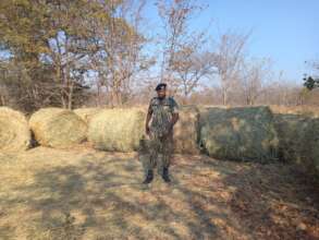 Senior Ranger receiving hay