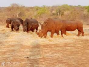 Rhinos enjoying their hay in November