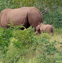 Baby rhino - cuteness overload