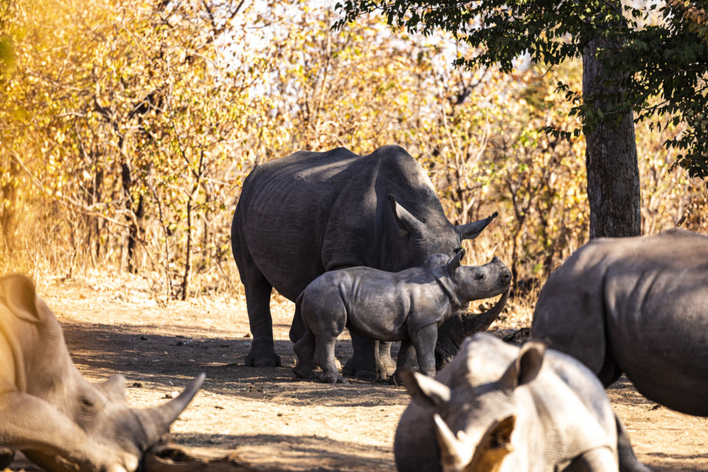 Feed a Hero, Be a Hero - Rhinos in Livingstone