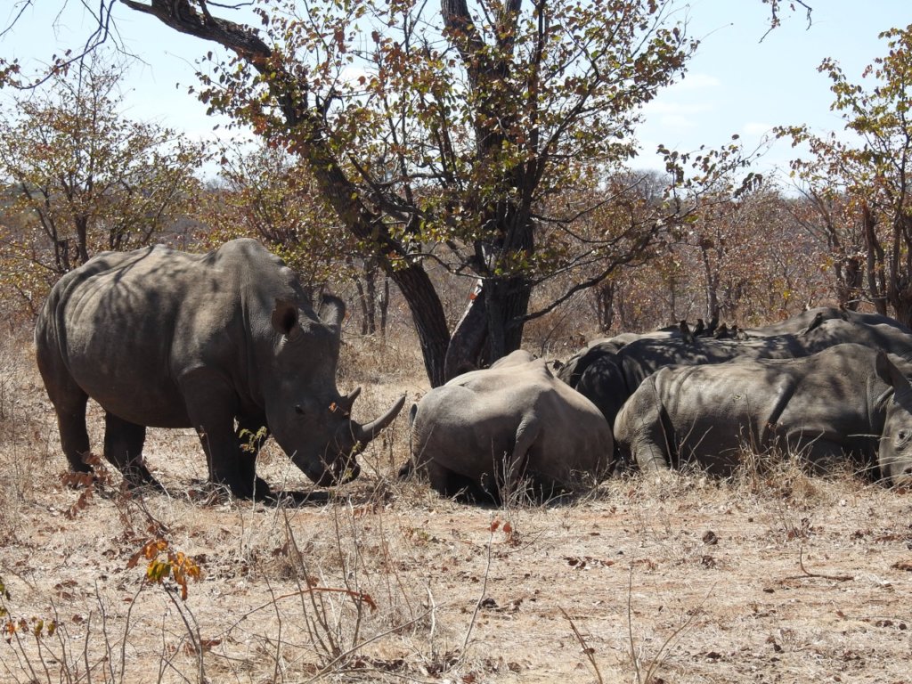 Feed a Hero, Be a Hero - Rhinos in Livingstone