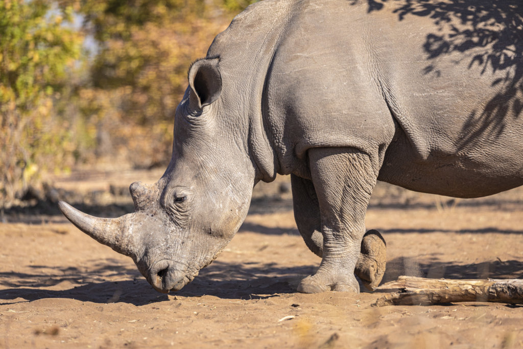 Rhino giving us the sideways look