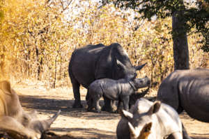 Mummy and Baby