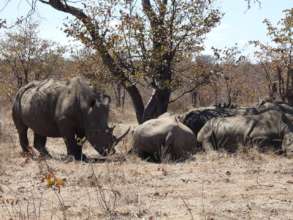 Afternoon nap for the group of 8 white rhinos