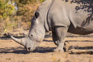 Rhino giving us the sideways look