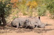 Feed a Hero, Be a Hero - Rhinos in Livingstone