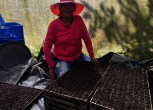Careful practices in planting