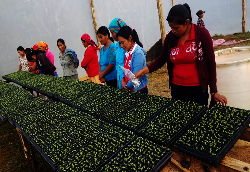 Stop hunger for indigenous families in Honduras