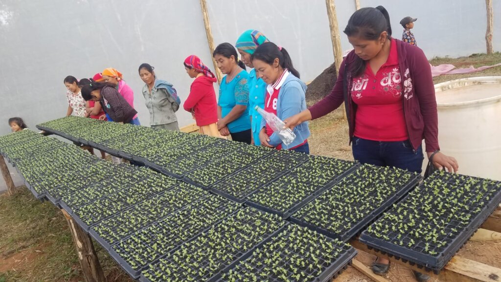 Stop hunger for indigenous families in Honduras