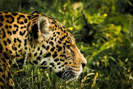Saving the jaguar in Mexico