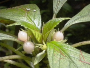 Endangered ha'iwale (Cyrtandra nanawalensis)