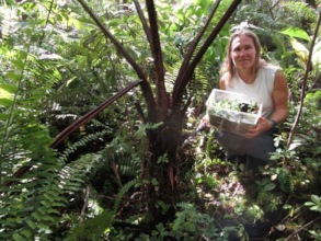 Jaya planting endangered ha'iwale