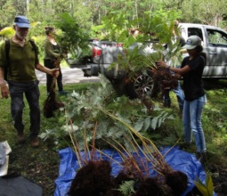 Spring Equinox Hapu'u Planting