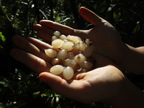 Endangered Ha'iwale Drupes