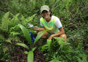Loulu palm planting