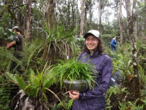 Volunteer planting in the forest
