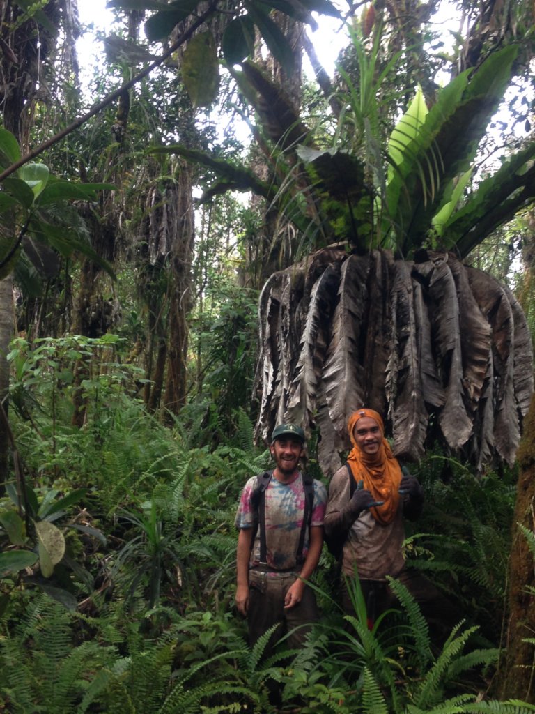 Protect  Hawaii's Last Lowland Native Rainforest