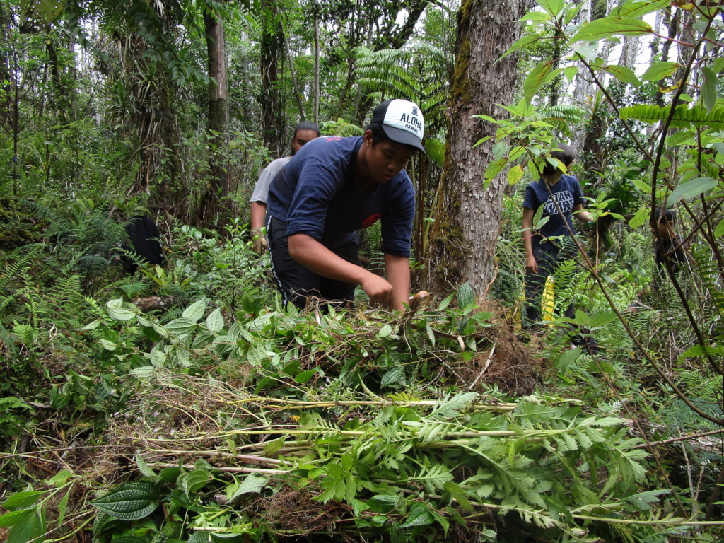 Protect  Hawaii's Last Lowland Native Rainforest