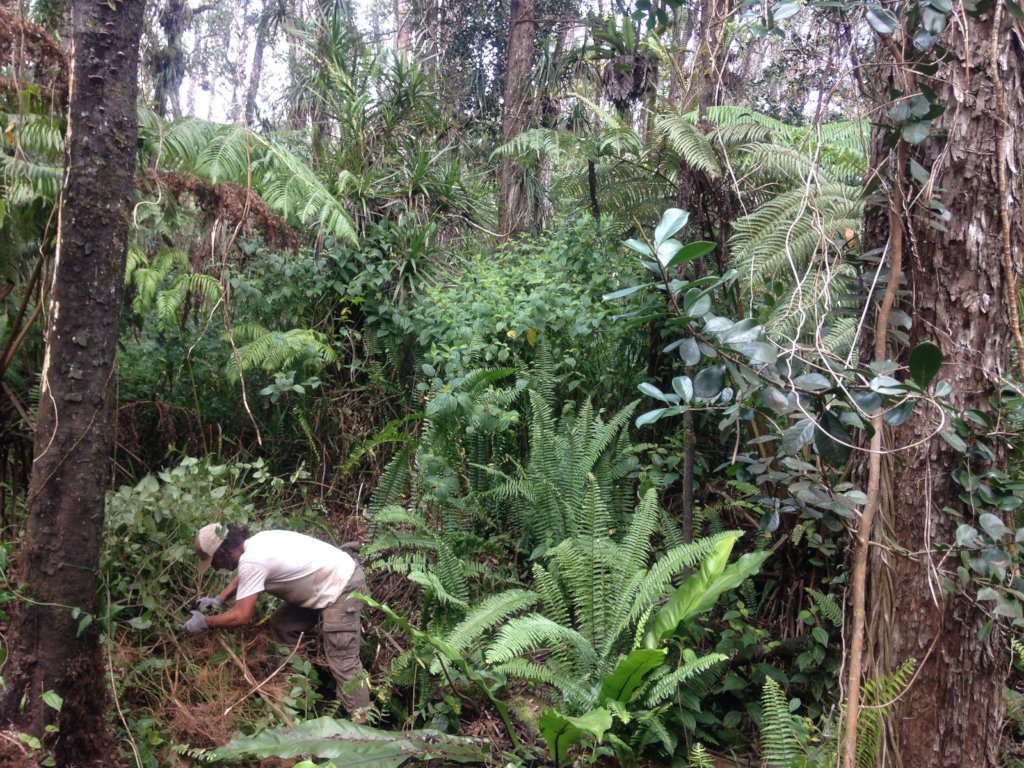 Protect  Hawaii's Last Lowland Native Rainforest