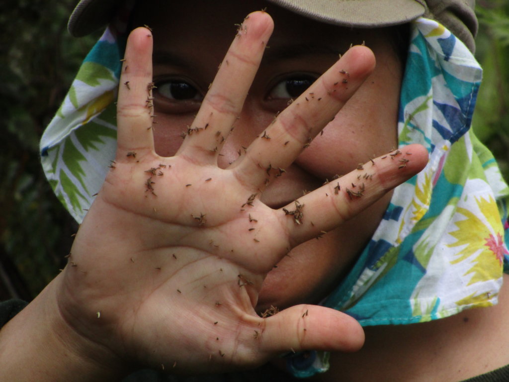 Protect  Hawaii's Last Lowland Native Rainforest