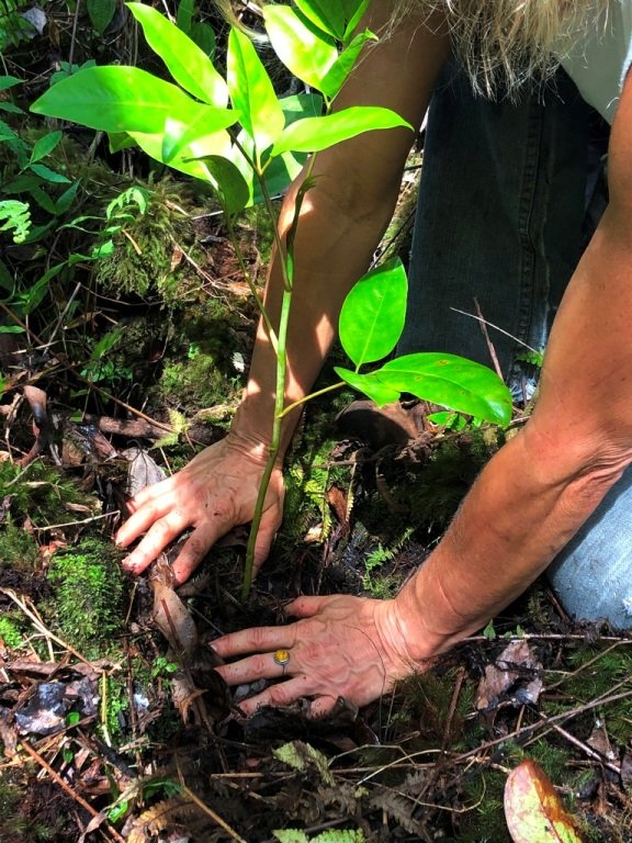 Protect  Hawaii's Last Lowland Native Rainforest