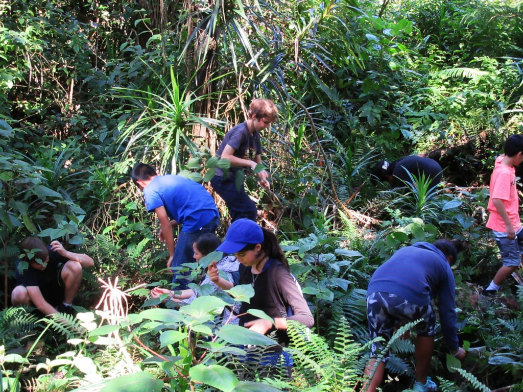 Protect  Hawaii's Last Lowland Native Rainforest