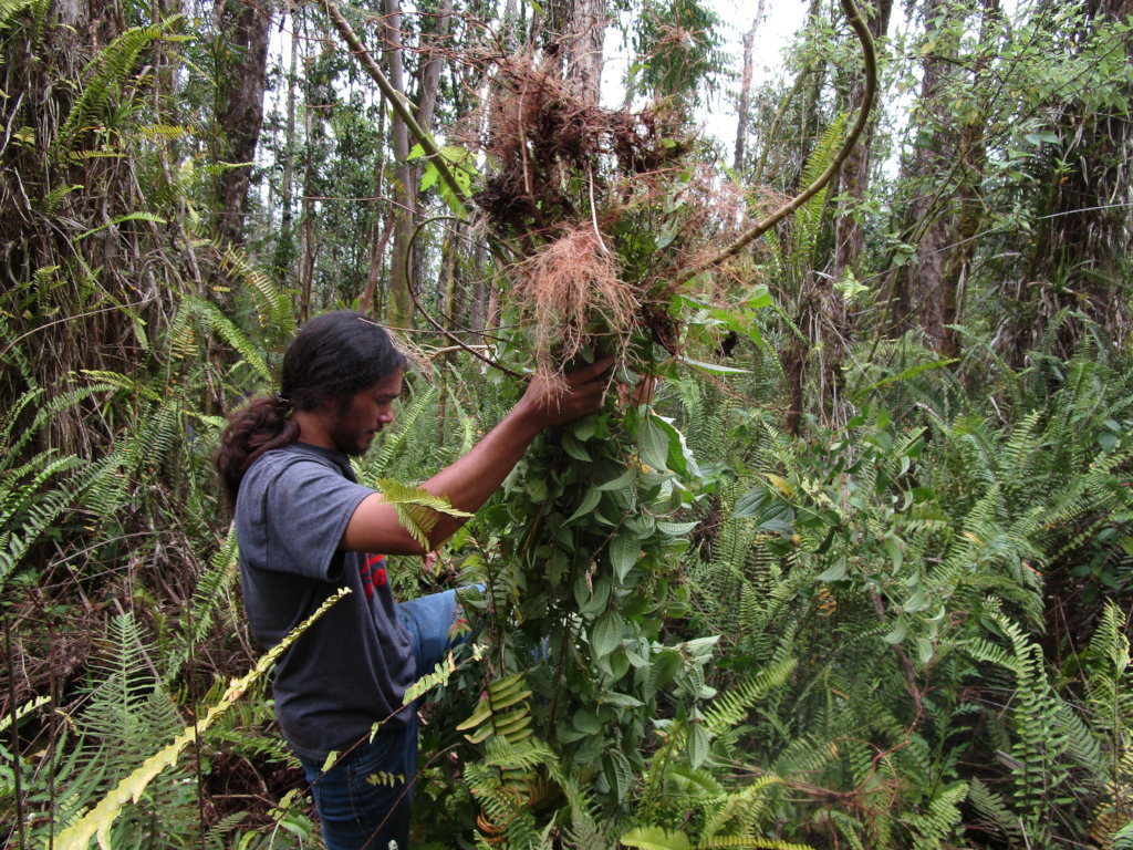 Protect  Hawaii's Last Lowland Native Rainforest