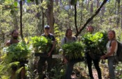 Protect  Hawaii's Last Lowland Native Rainforest