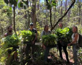 Protect  Hawaii's Last Lowland Native Rainforest