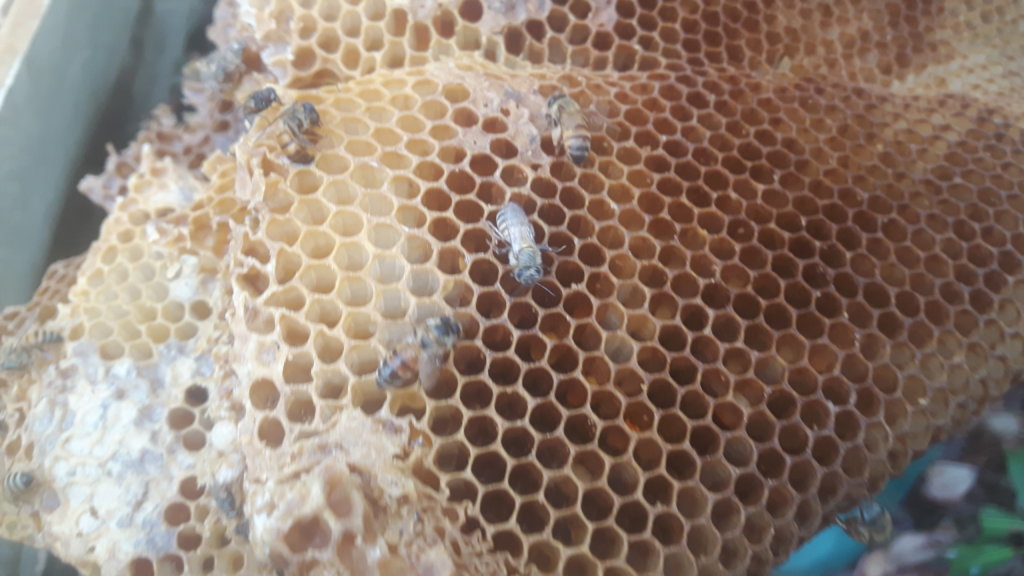 Better life for 100 women beekeepers