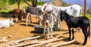 COWS & DONKIES NEED SHLTER