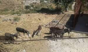 DONKEYS NEED A PROPER FENCE