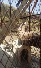 rare eagles at the zoo
