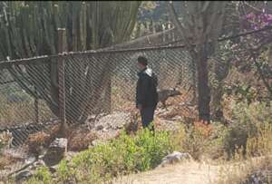 Poor Hyena doesn't have any shelter