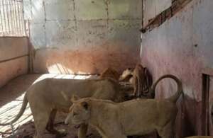 CROWDED ENCLOSURE OF THE LIONS