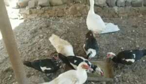 FEEDING THE DUCKS