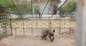 FEEDING HYENAS