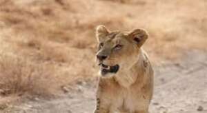 LIONESS AT IBB ZOO