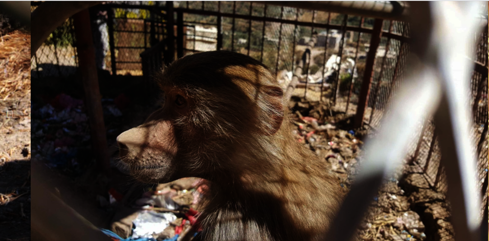 IBB ZOO EMERGENCY RESCUE MISSION, Yemen