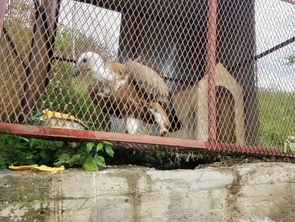 IBB ZOO EMERGENCY RESCUE MISSION, Yemen