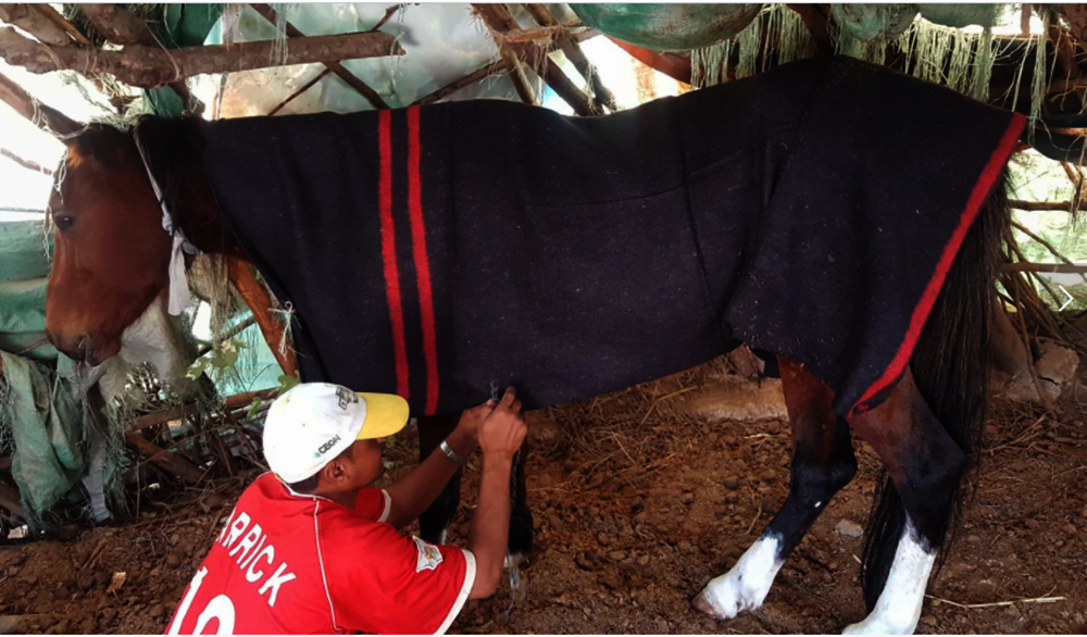 IBB ZOO EMERGENCY RESCUE MISSION, Yemen