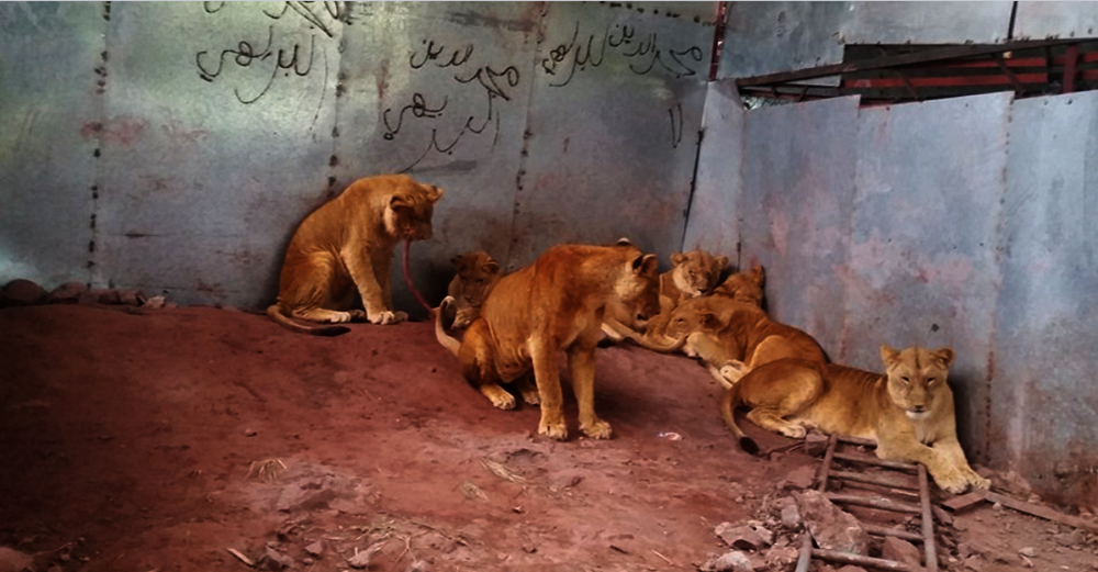 IBB ZOO EMERGENCY RESCUE MISSION, Yemen