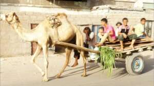 Camel Transporting Children and Goods
