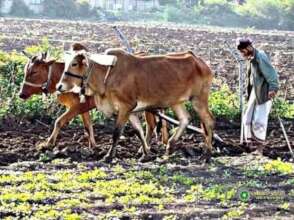 Oxen Supporting Agricultural Activities