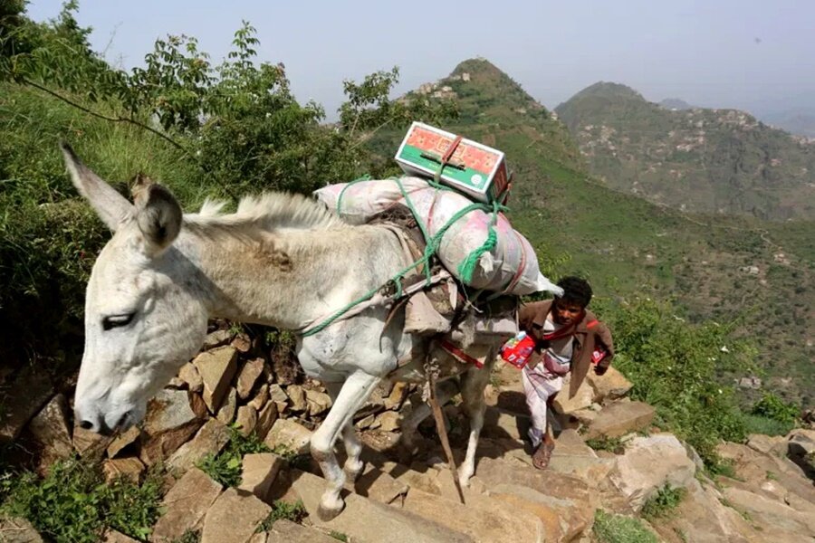 Save Working Animals & Family Livelihoods in Yemen
