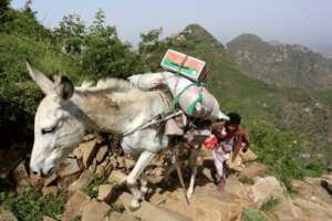 Save Working Animals & Family Livelihoods in Yemen